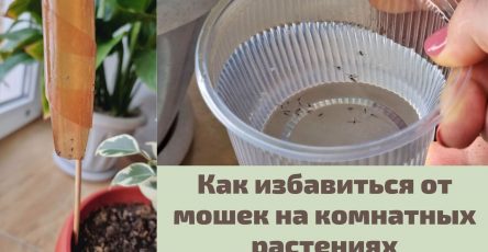 Способы борьбы с мошками в цветочных горшках в квартире