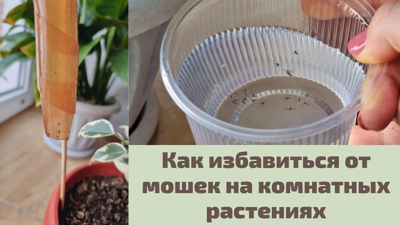 Способы борьбы с мошками в цветочных горшках в квартире